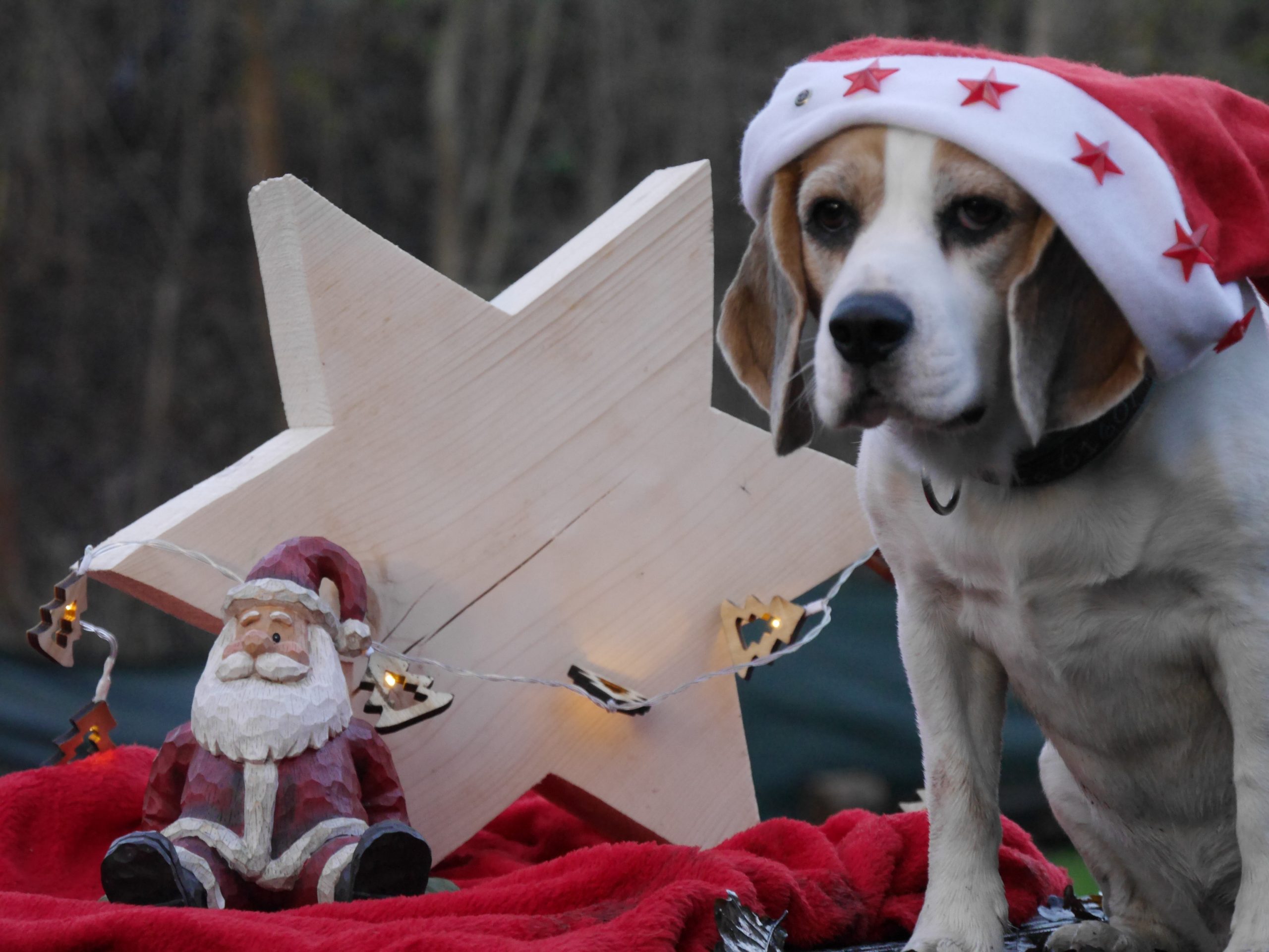 Weihnachten auf dem Hundeplatz